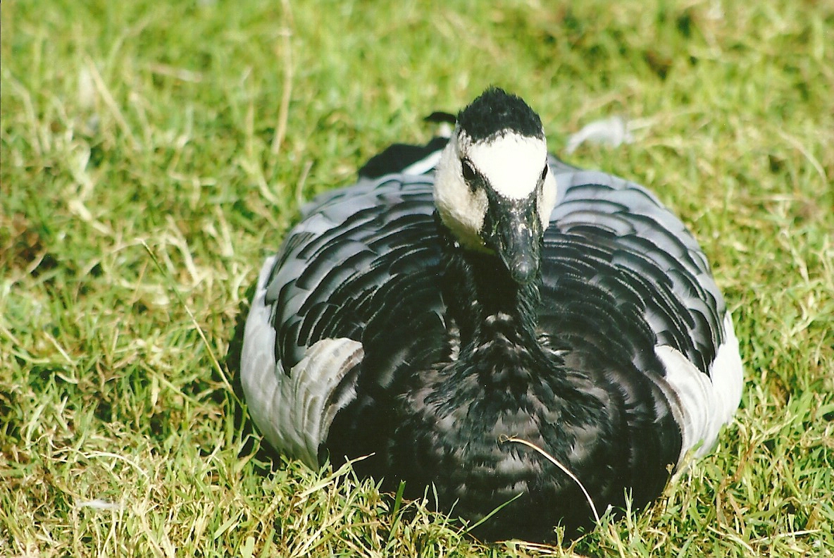 Barnacle Goose 11th September 2012