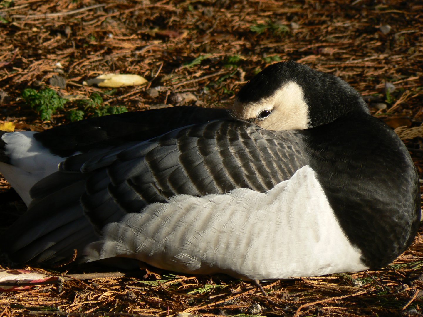 Barnacle Goose - 13 November 2018