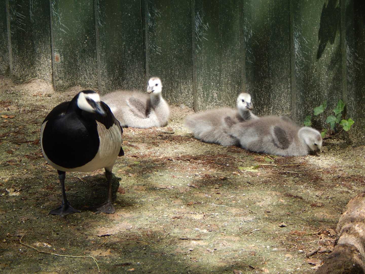 Barnacle goose and chicks 060625