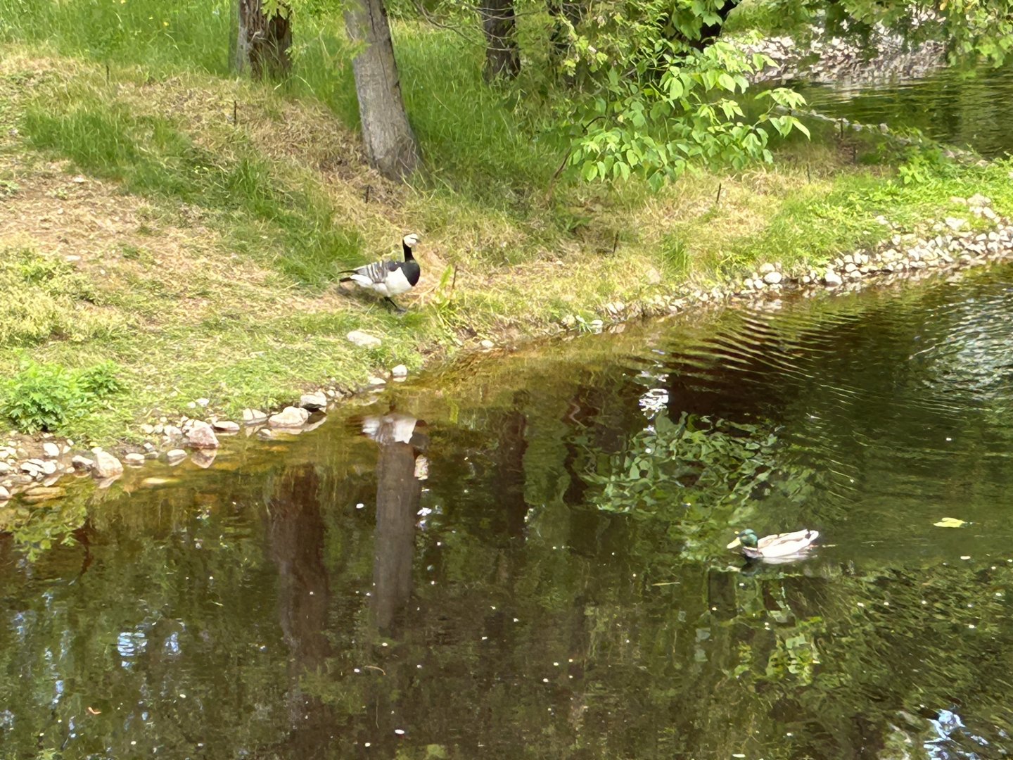 Barnacle goose and mallard