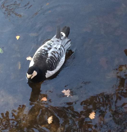 Barnacle Goose (Branta leucopsis) 17-11-2018