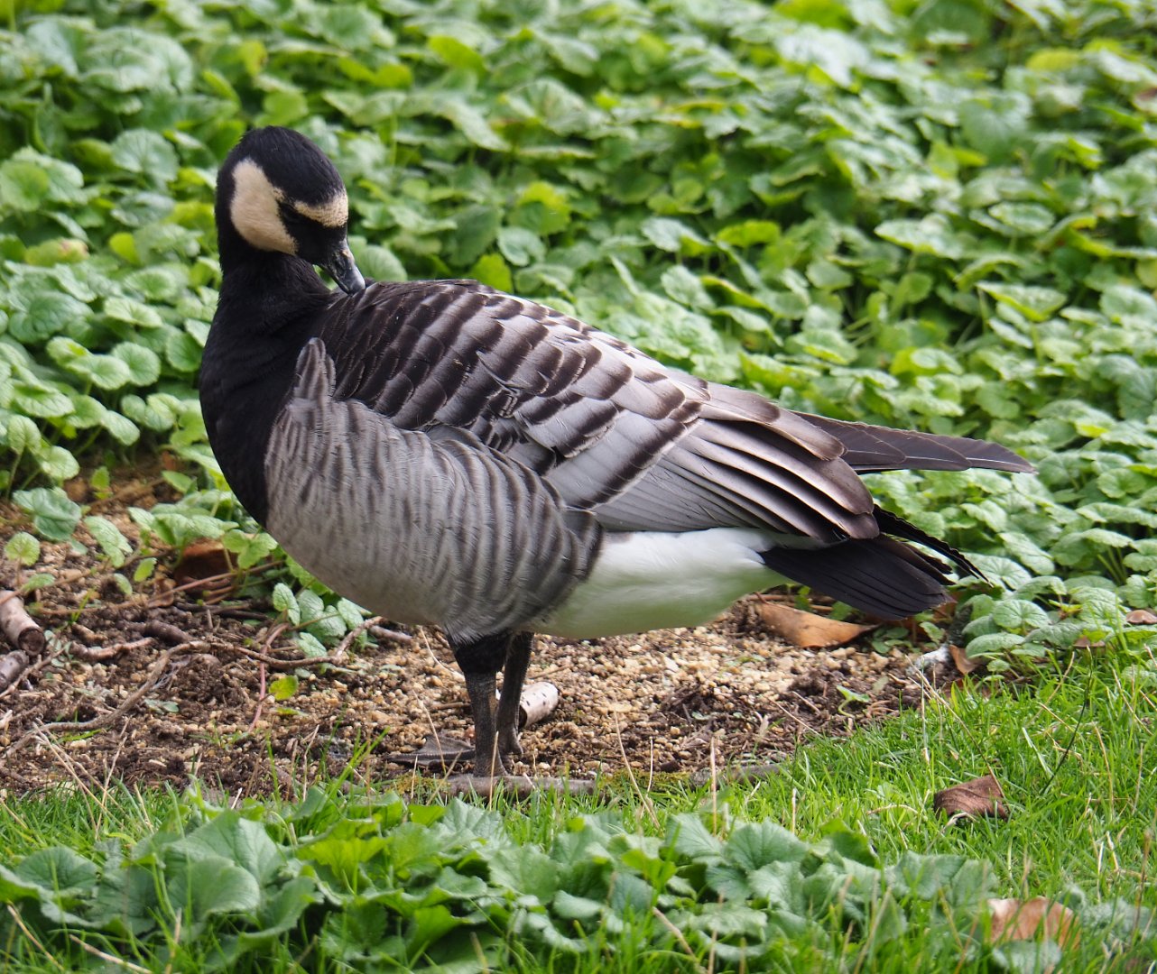 Barnacle goose (Branta leucopsis), 2019-10-05