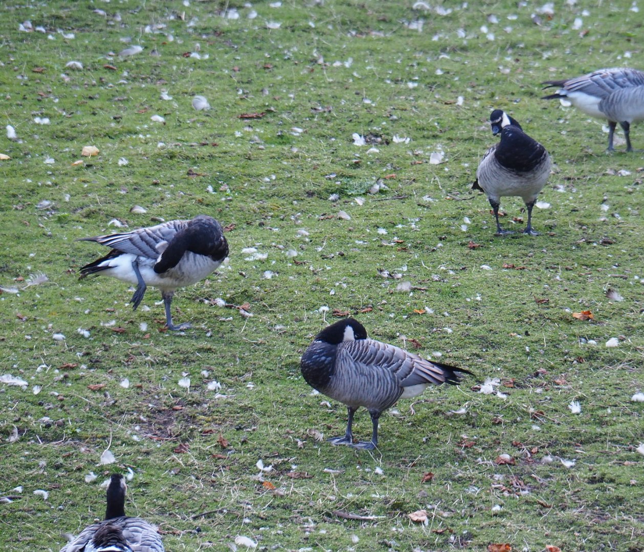 Barnacle goose (Branta leucopsis) and Barnacle goose/Small cackling Canada goose hybrids (Branta hutchinsii minima x B. leucopsis), 2021-09-02