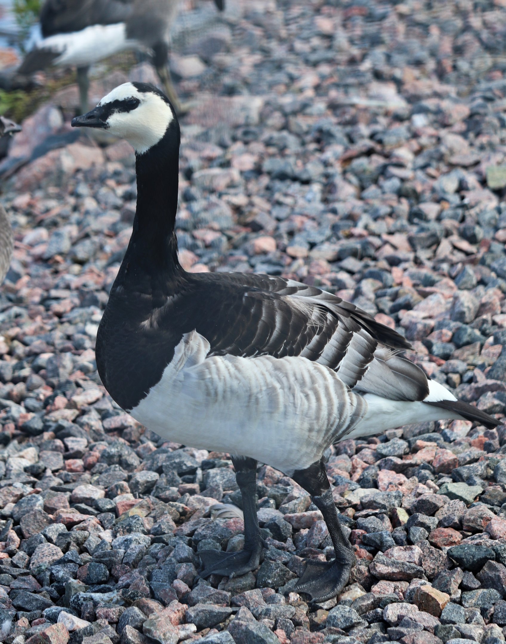 Barnacle goose (Branta leucopsis)