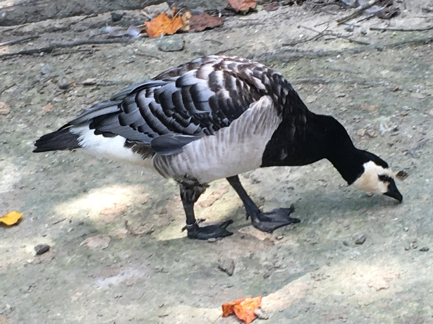 Barnacle Goose (Branta leucopsis)