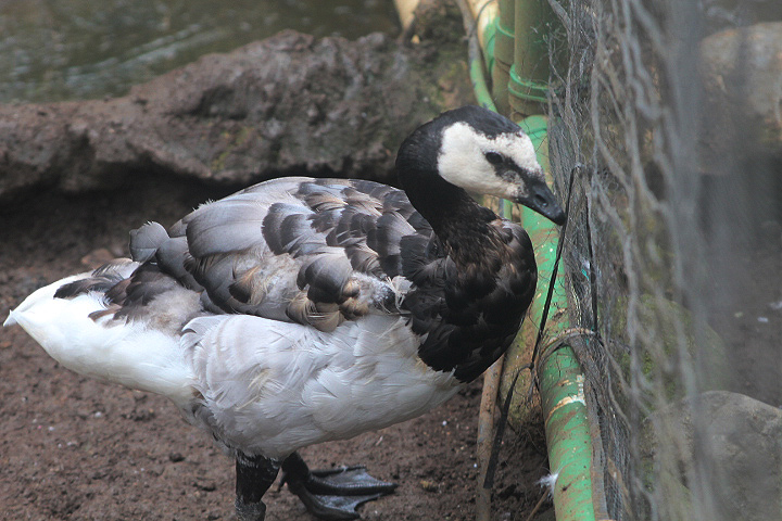 Barnacle goose (Branta leucopsis)