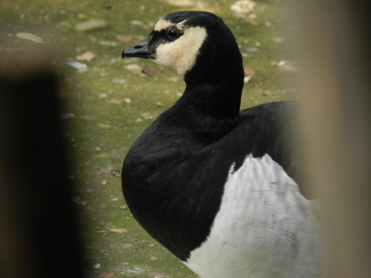 Barnacle goose - Buin zoo