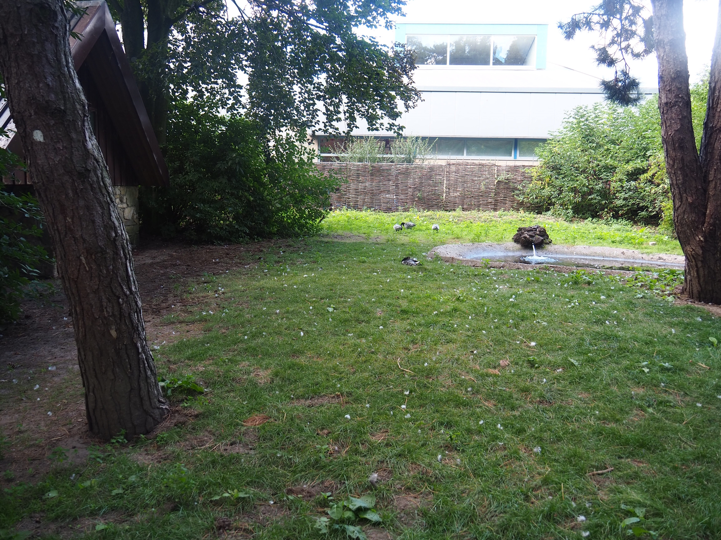 Barnacle goose exhibit, 2022-08-28