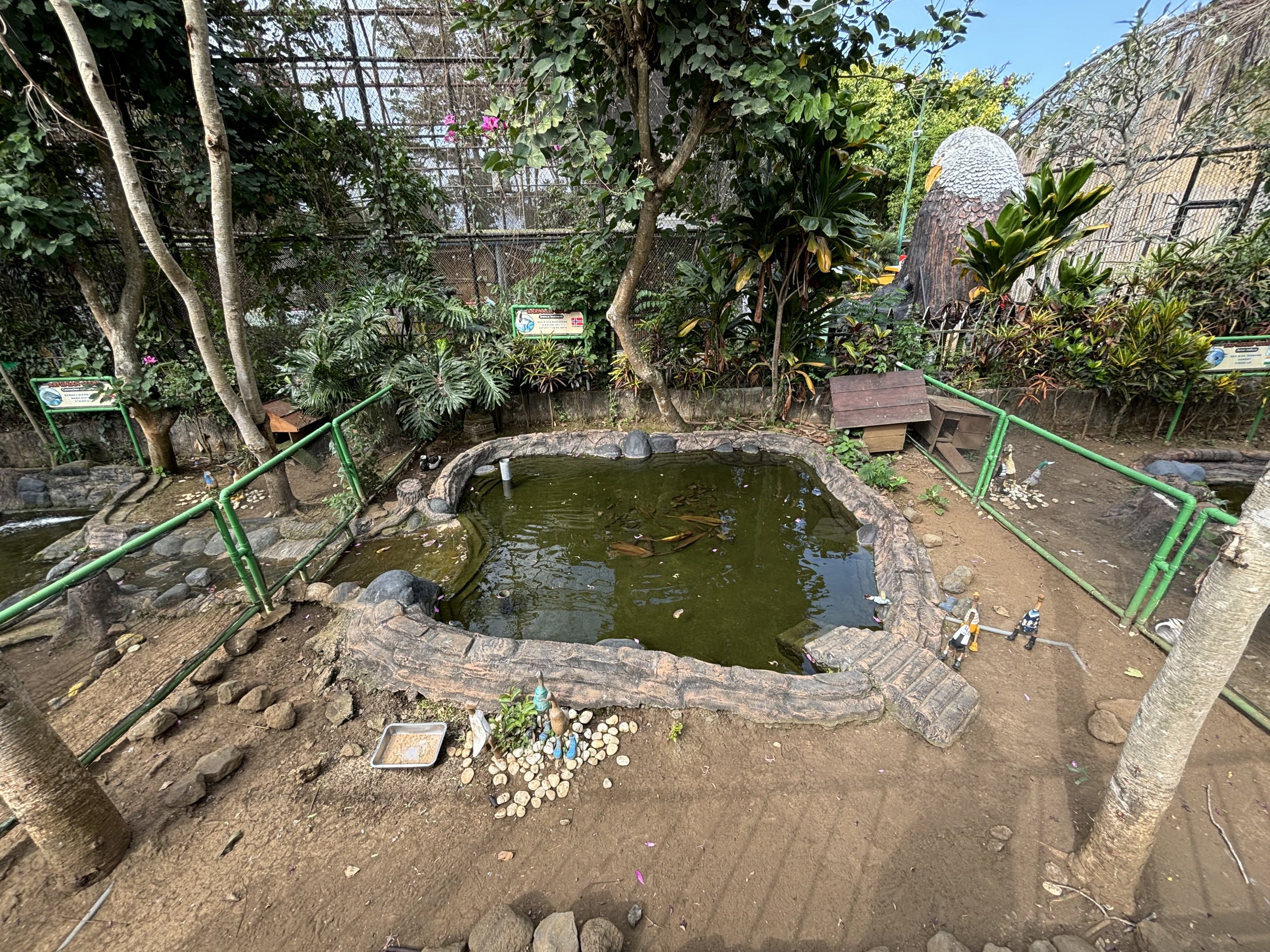 Barnacle Goose Exhibit