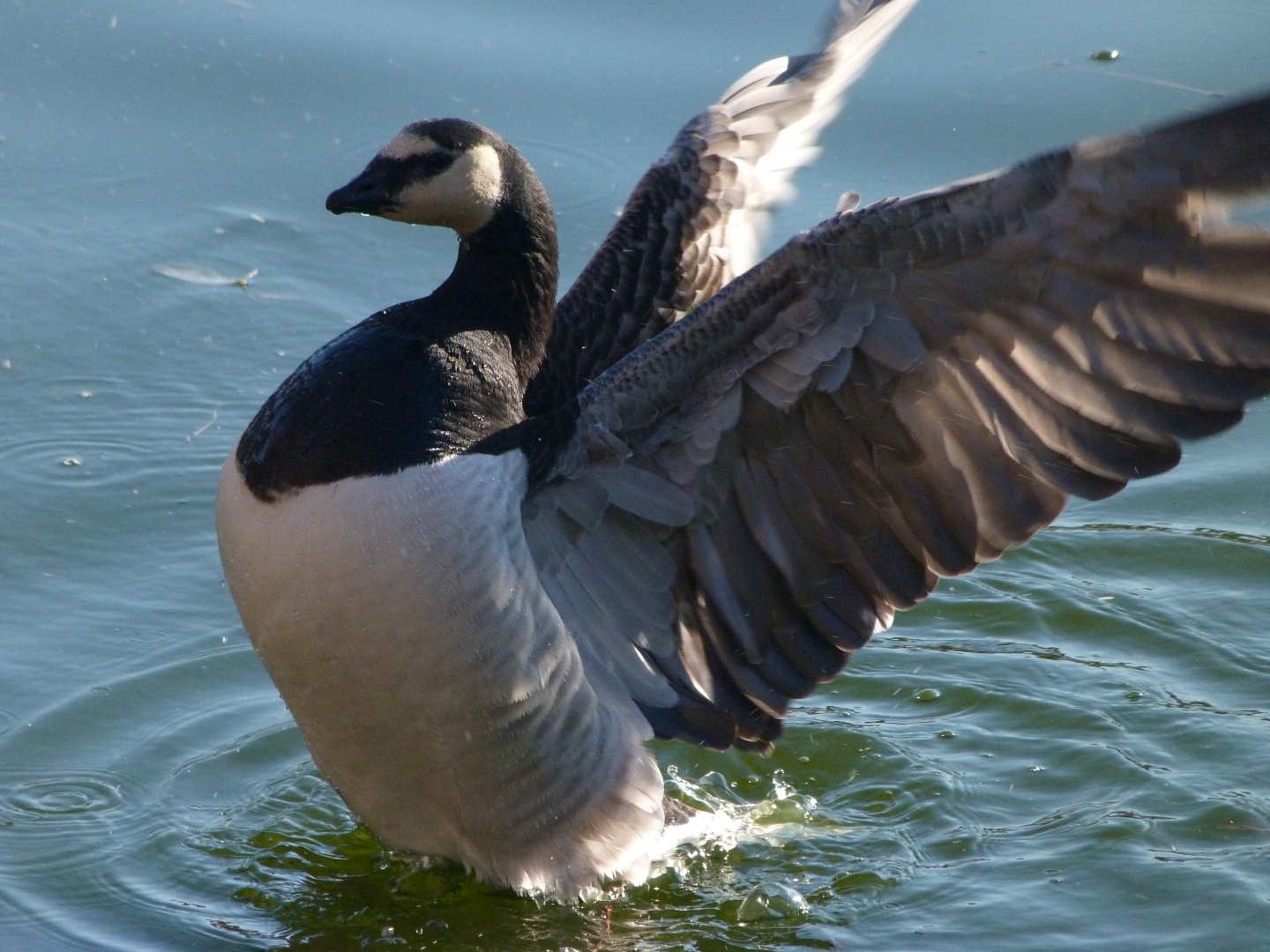 Barnacle goose -Faunia (2025)