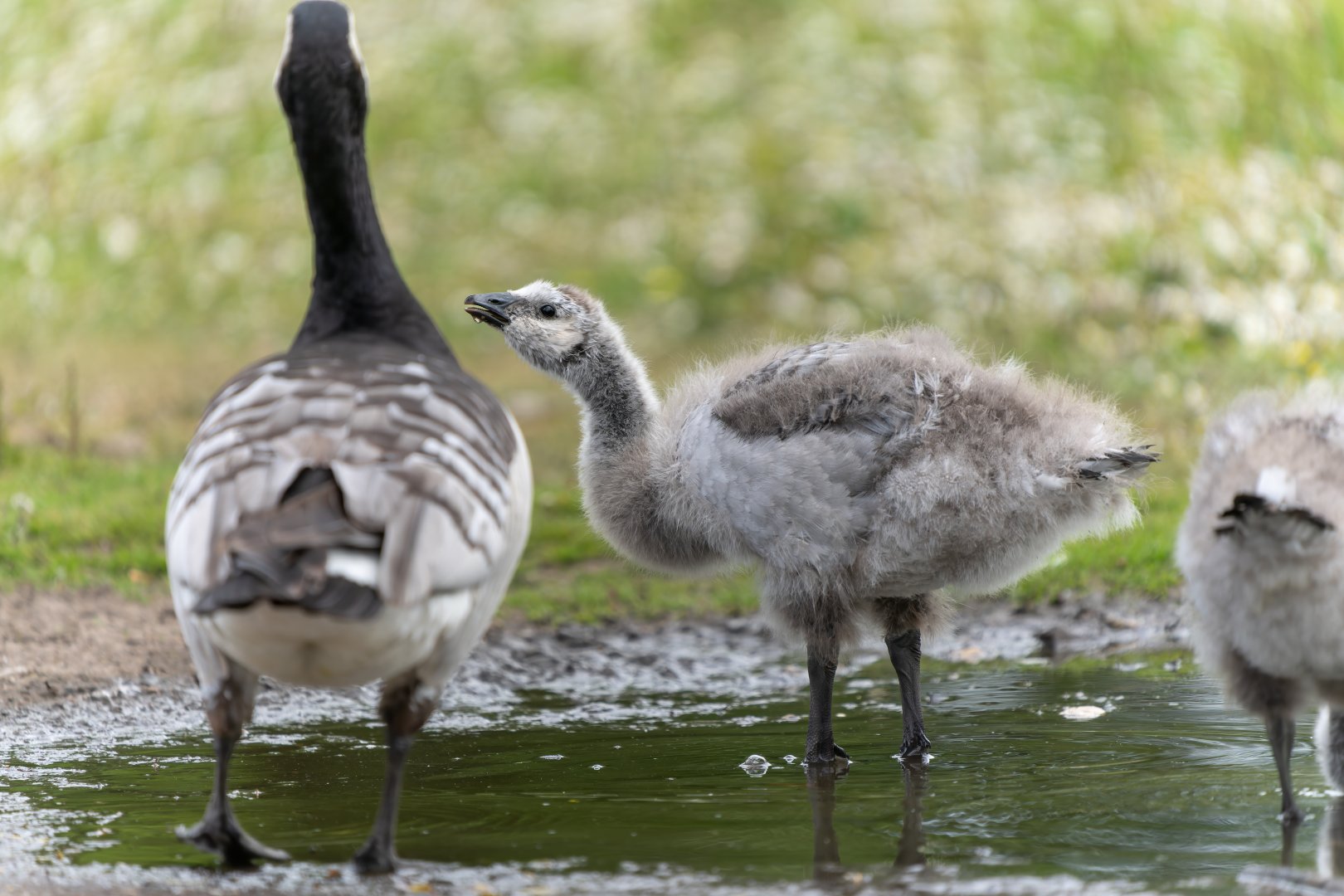 Barnacle goose, gosling, wild, UK
