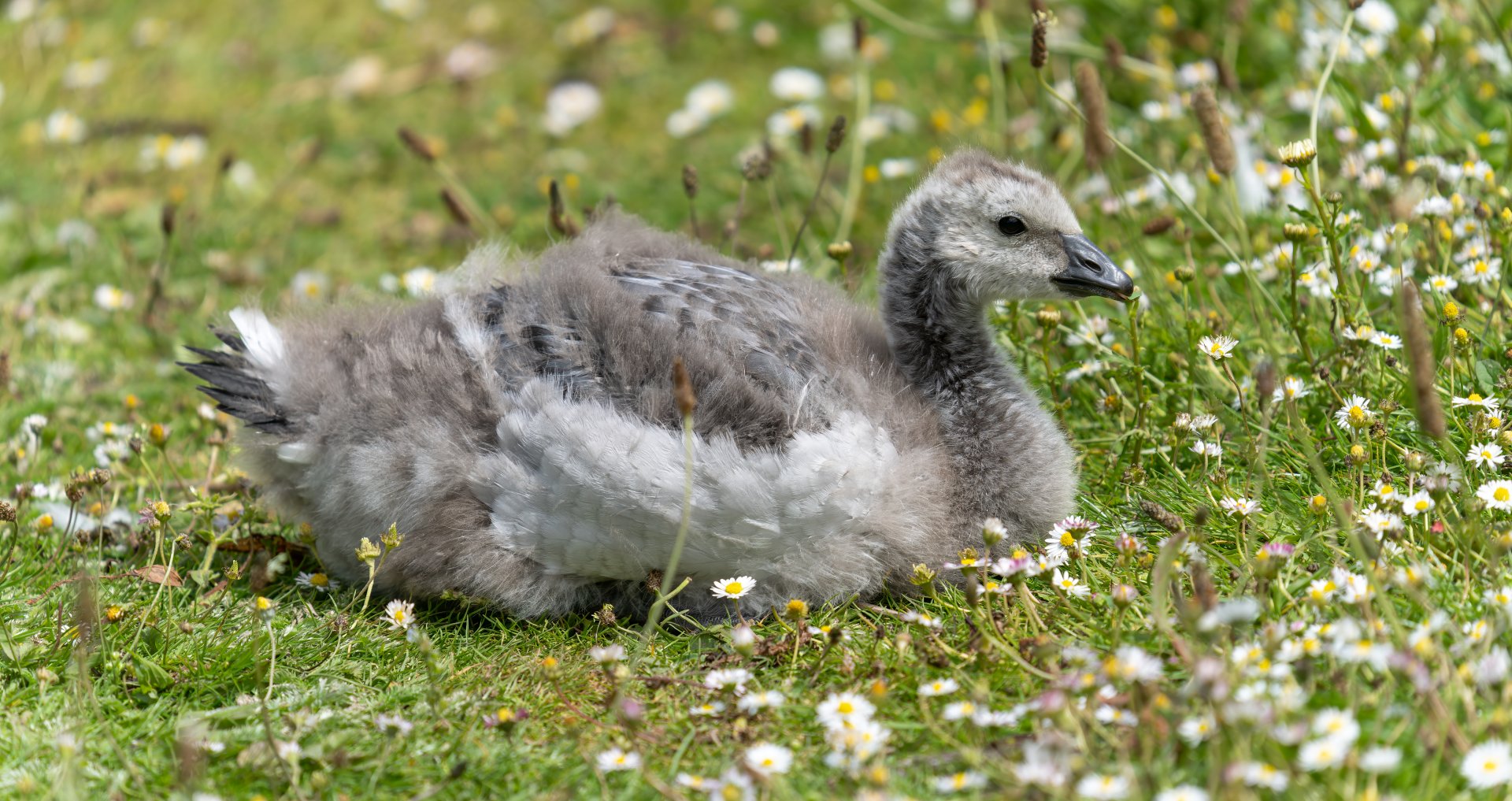 Barnacle goose, gosling, wild, UK