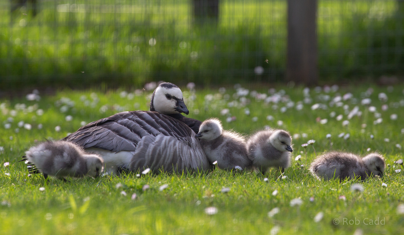 Barnacle goose : Hamerton : 18 May 2018