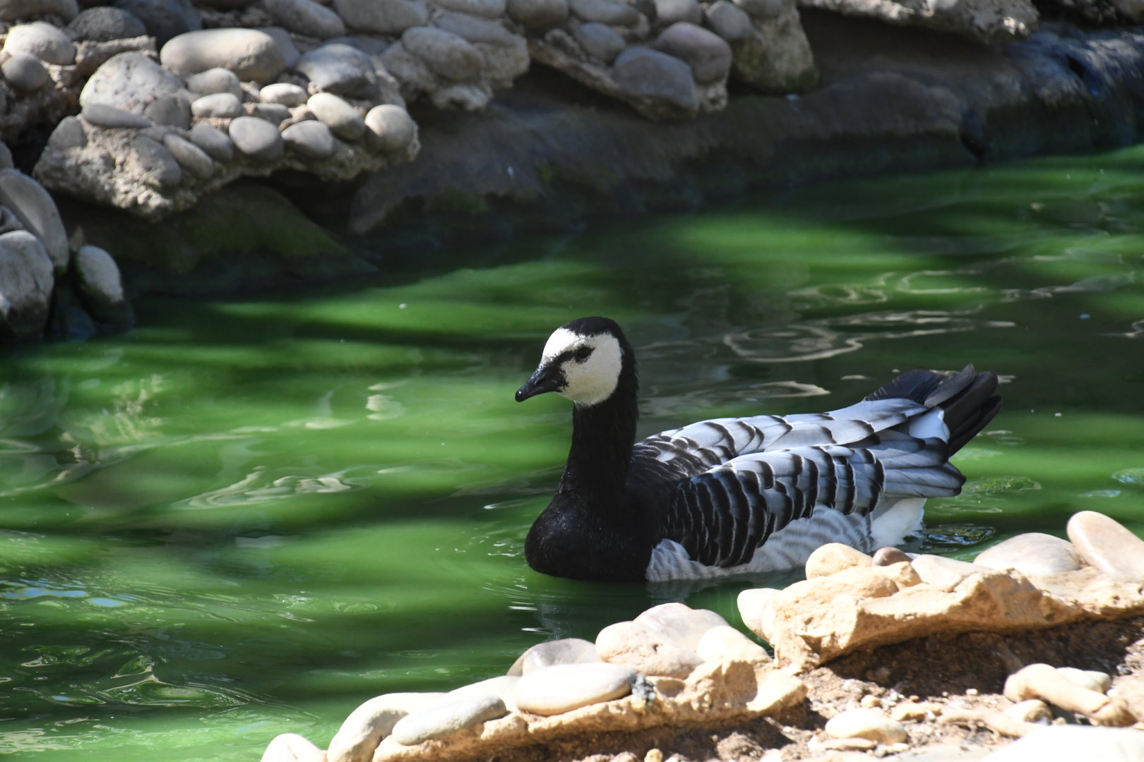 Barnacle Goose (in the moat between African Spurred Tortoises and Siamangs)