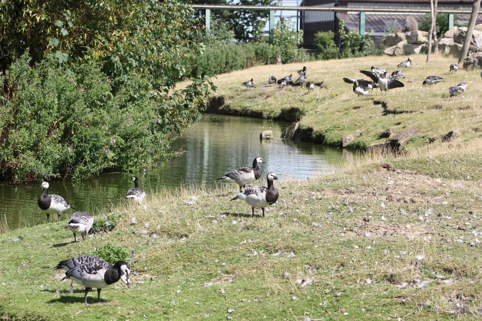 Barnacle Goose Island? 4th August 2014
