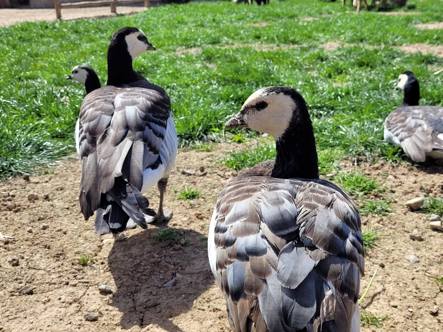 Barnacle goose -Tierra Rapaz (2024)