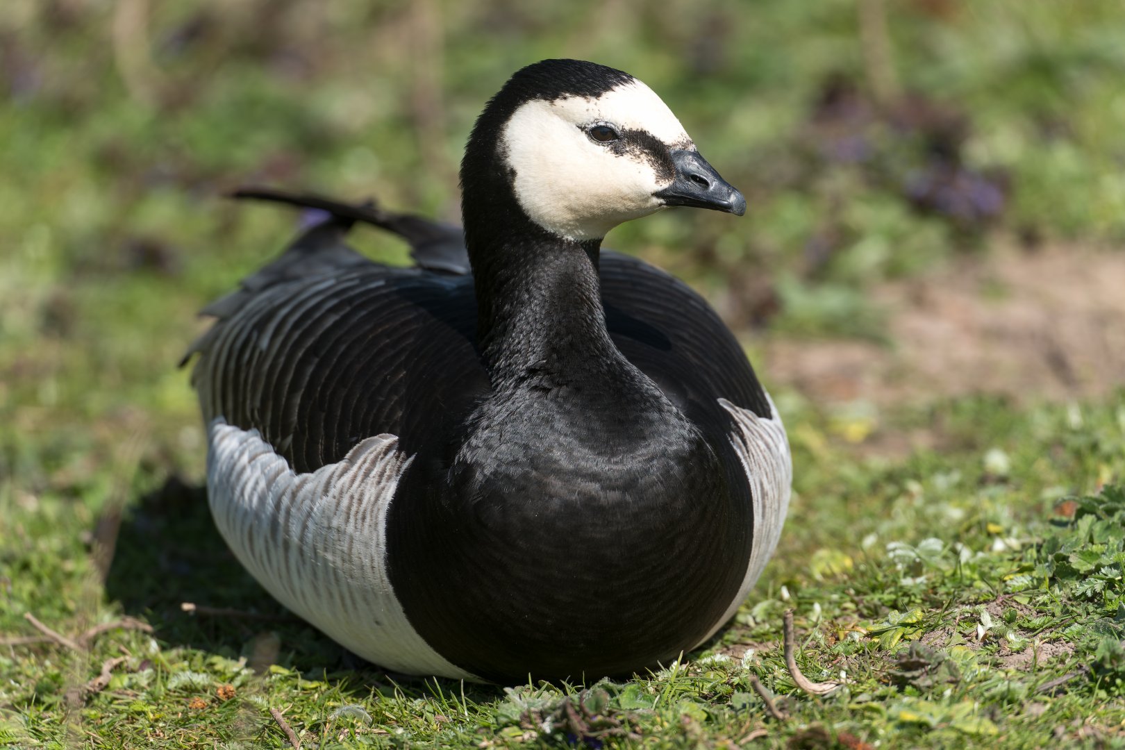 Barnacle Goose (wild) UK