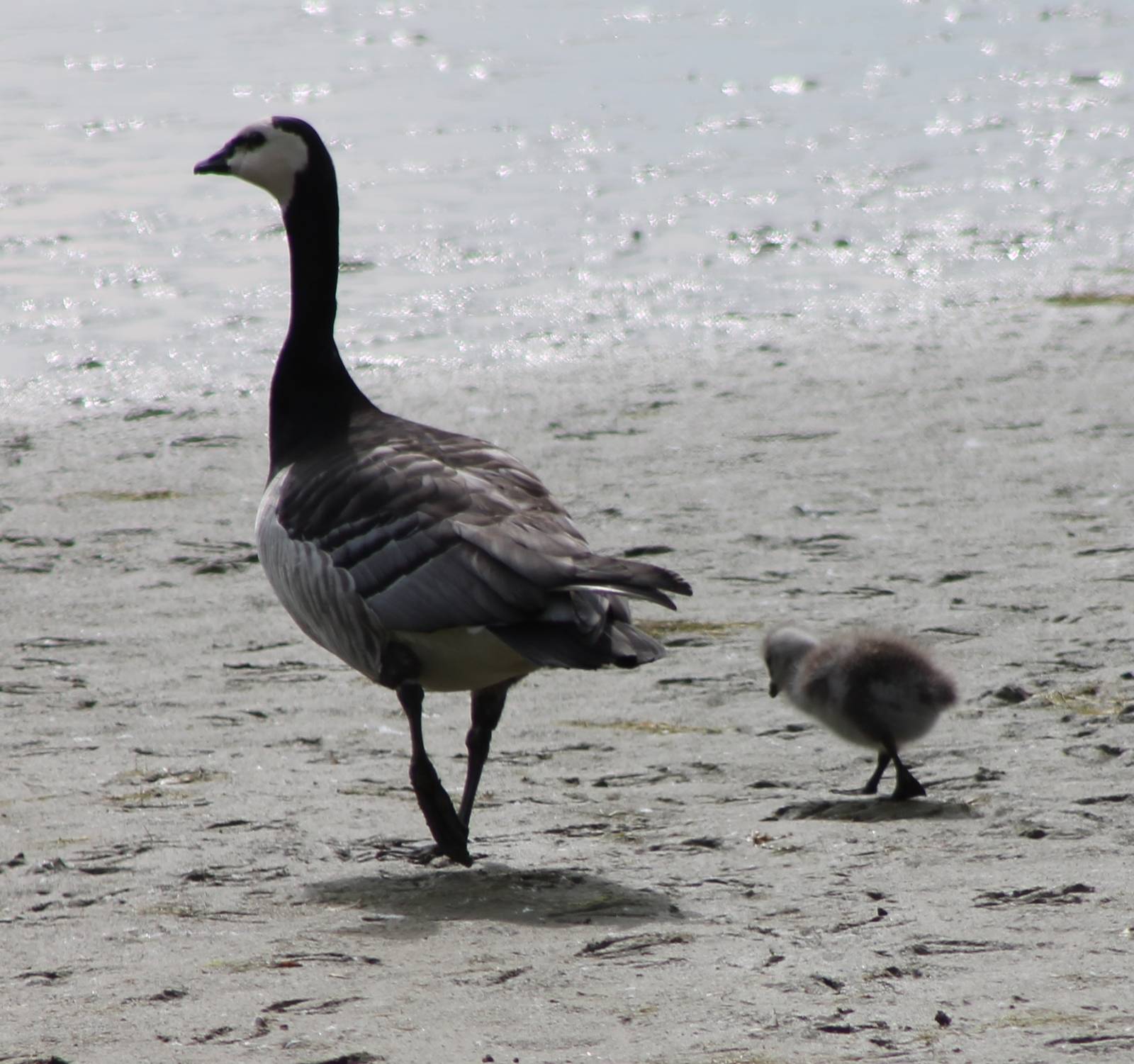 Barnacle goose with chick