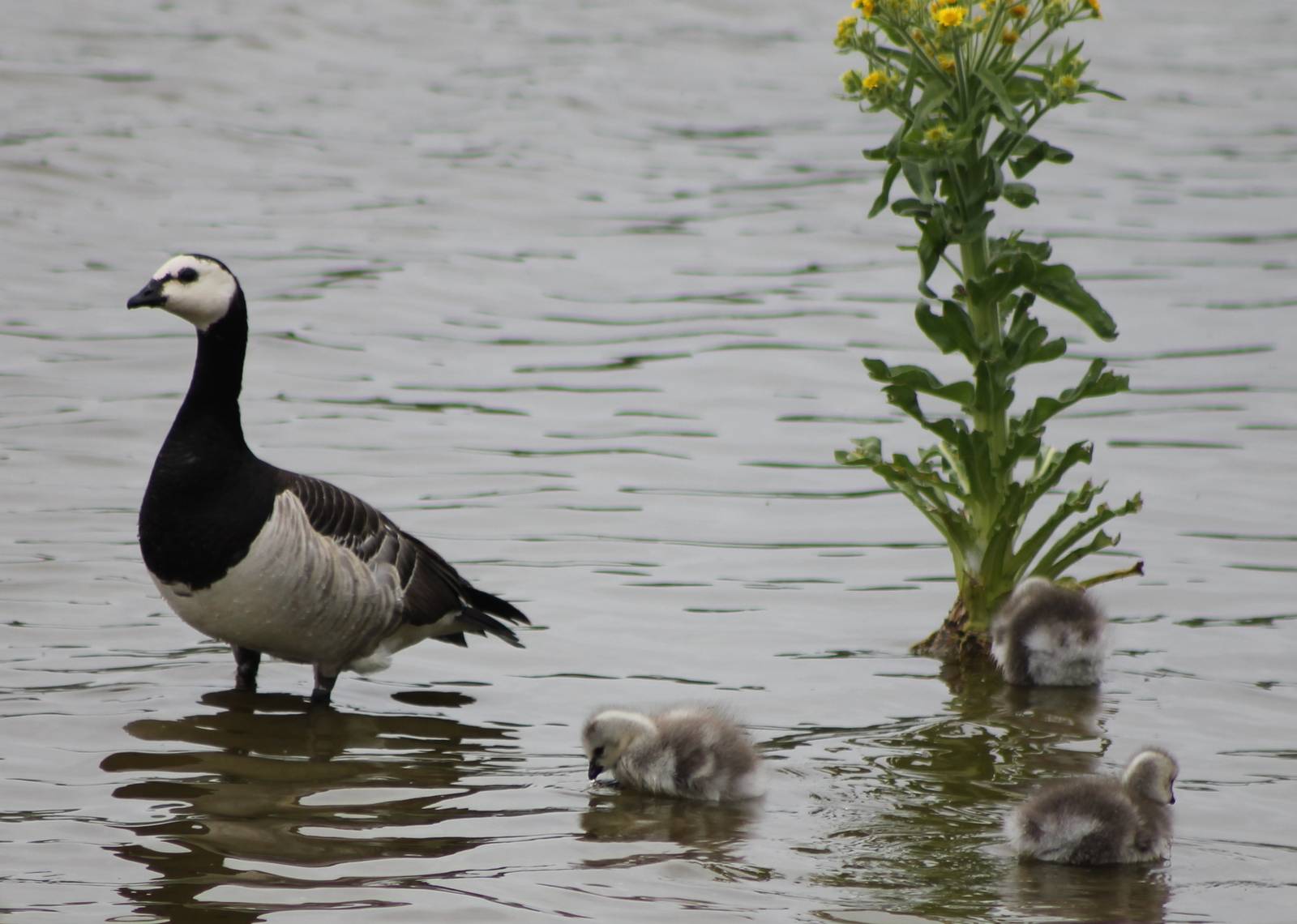 Barnacle goose with young