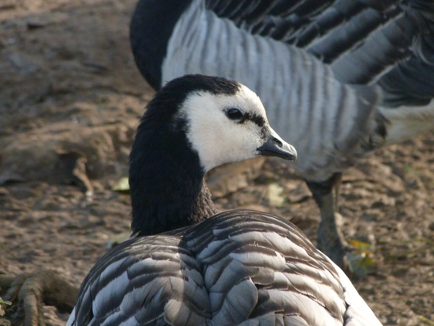 Barnacle goose -Zoo de Santillana del Mar (2024)