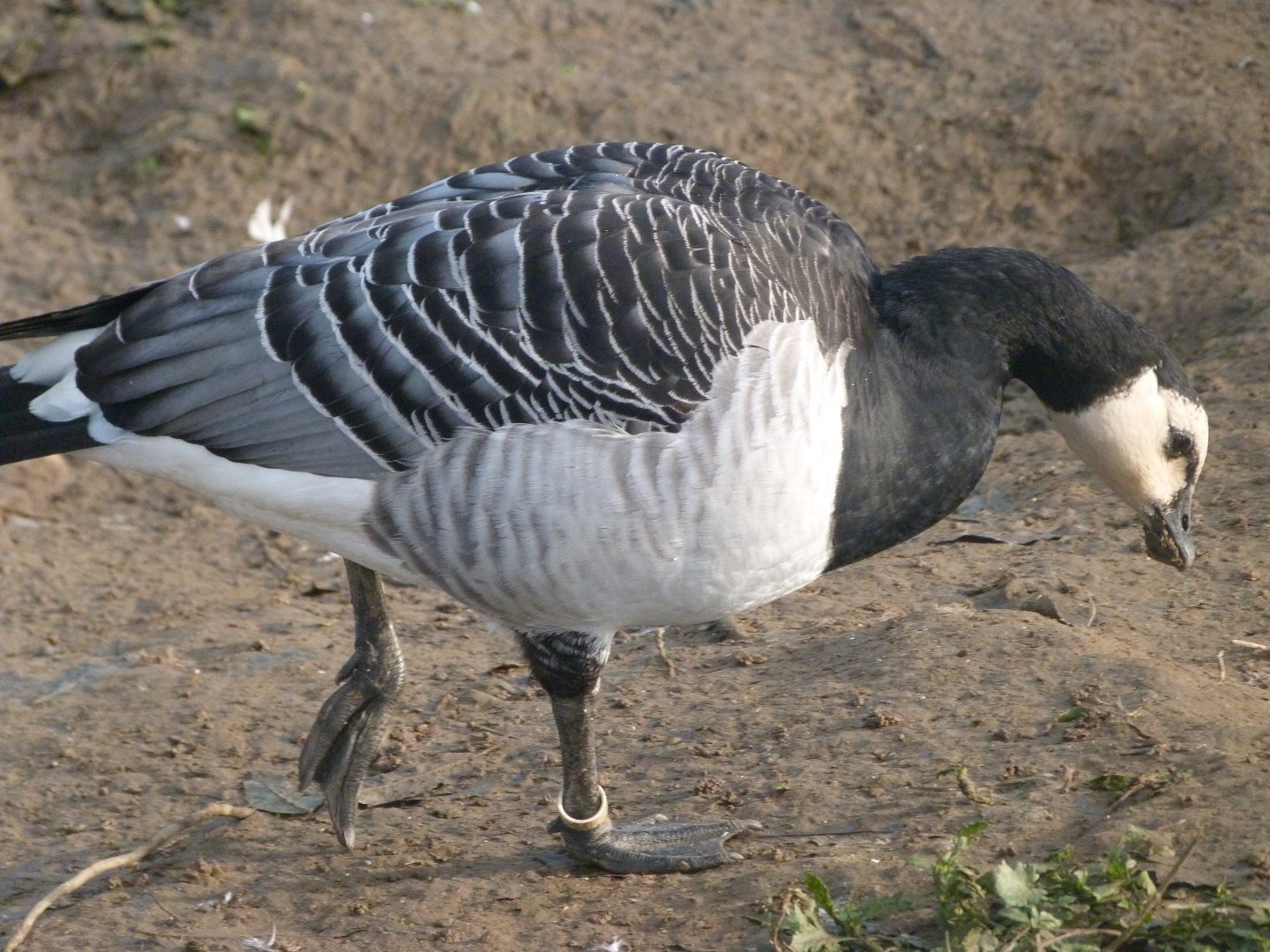Barnacle goose -Zoo de Santillana del Mar (2024)