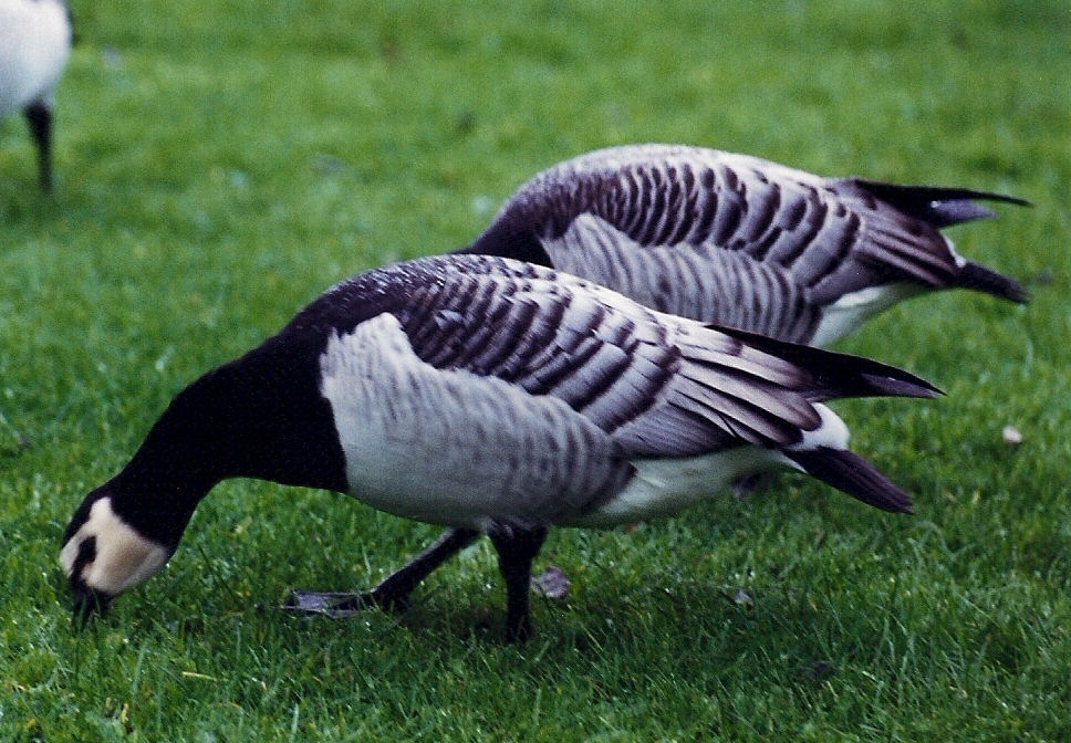 Barnacle Goose
