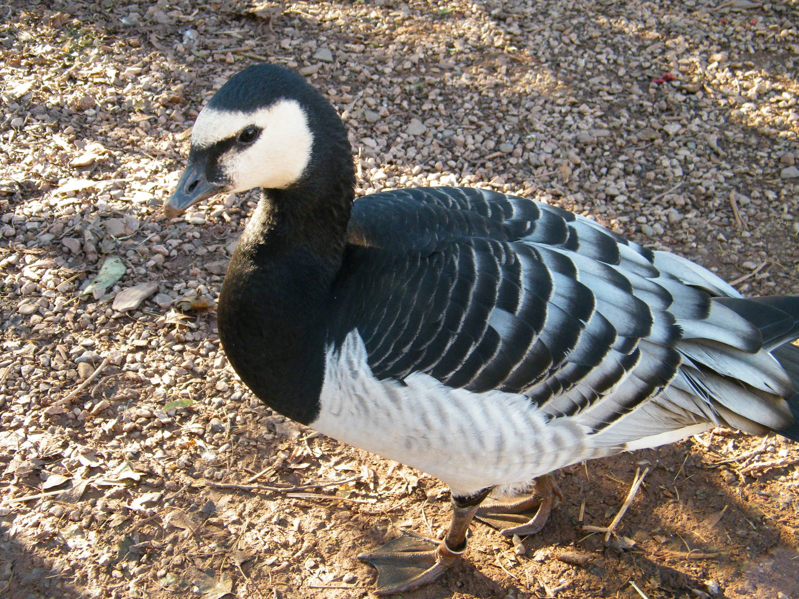 Barnacle Goose