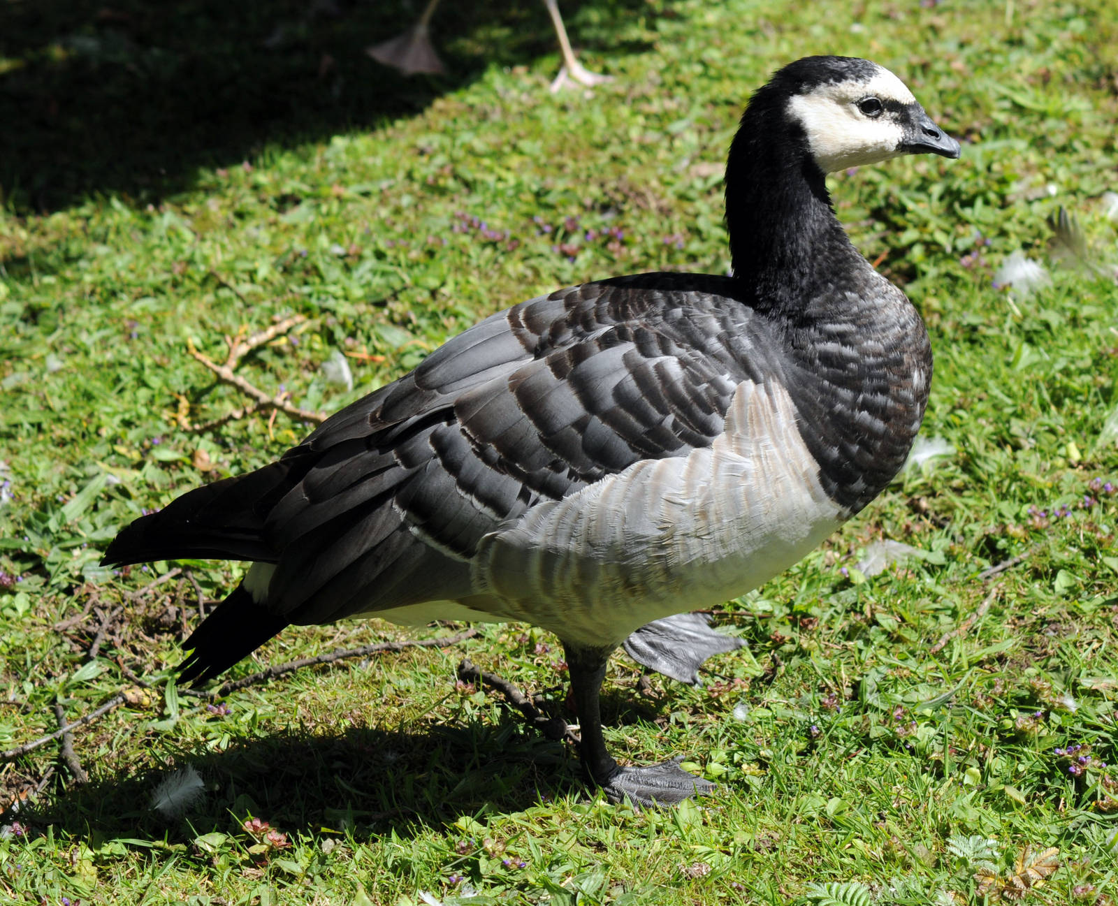 BARNACLE GOOSE