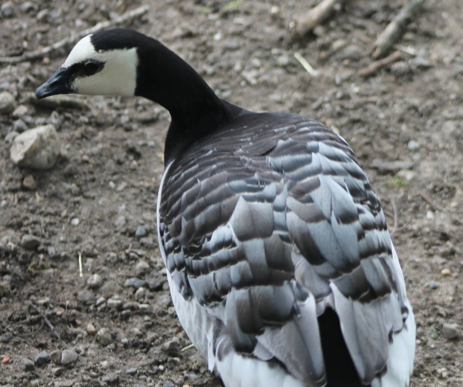 Barnacle goose