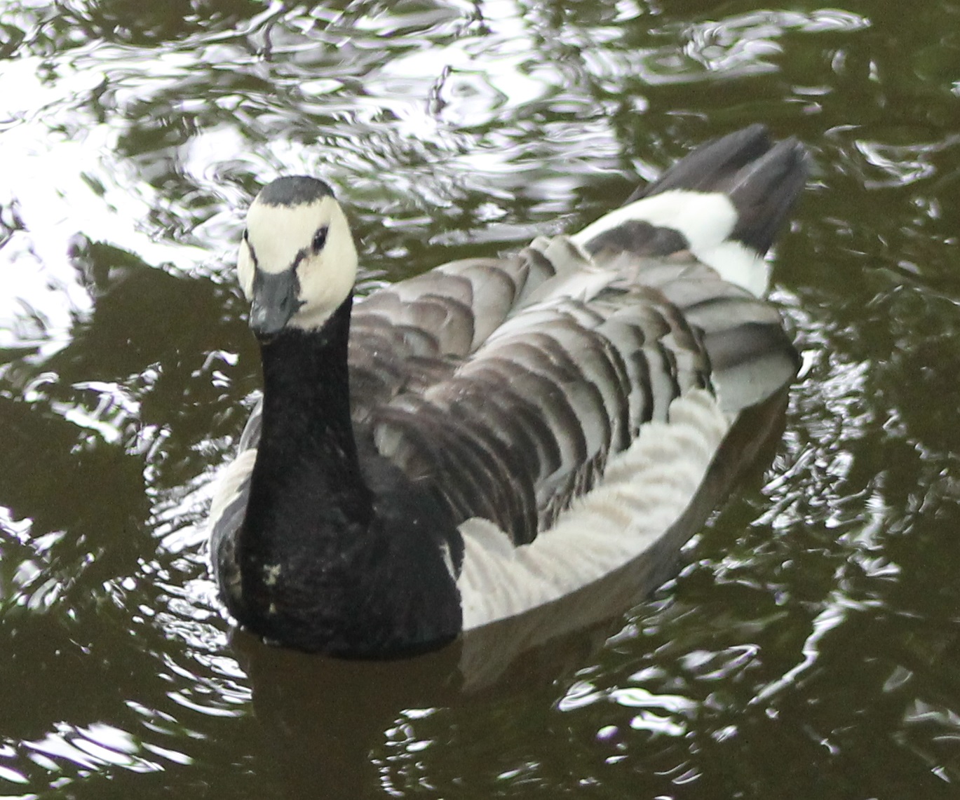 Barnacle goose
