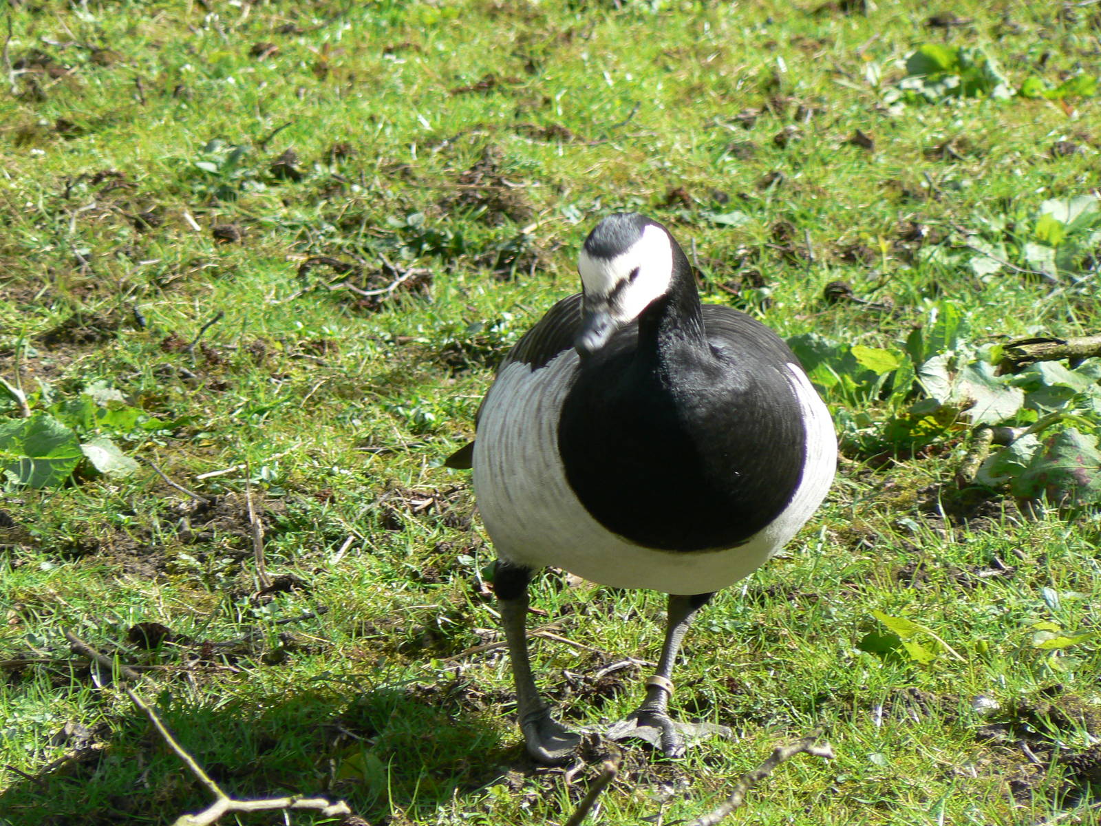 Barnacle Goose