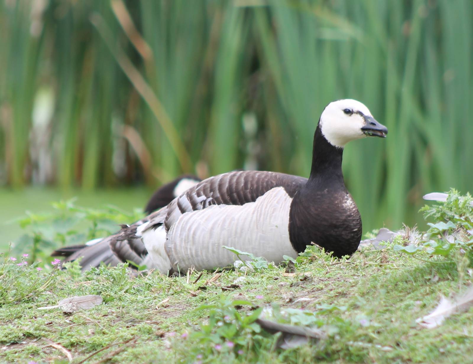 Barnacle goose