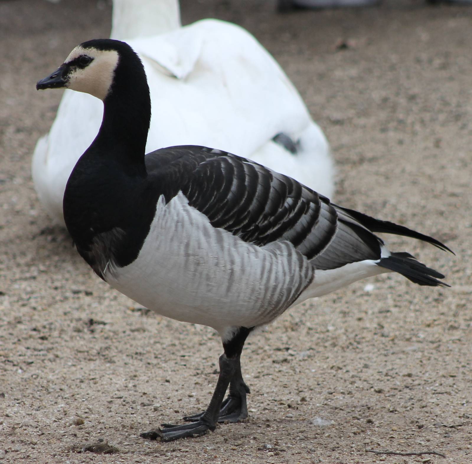 Barnacle goose