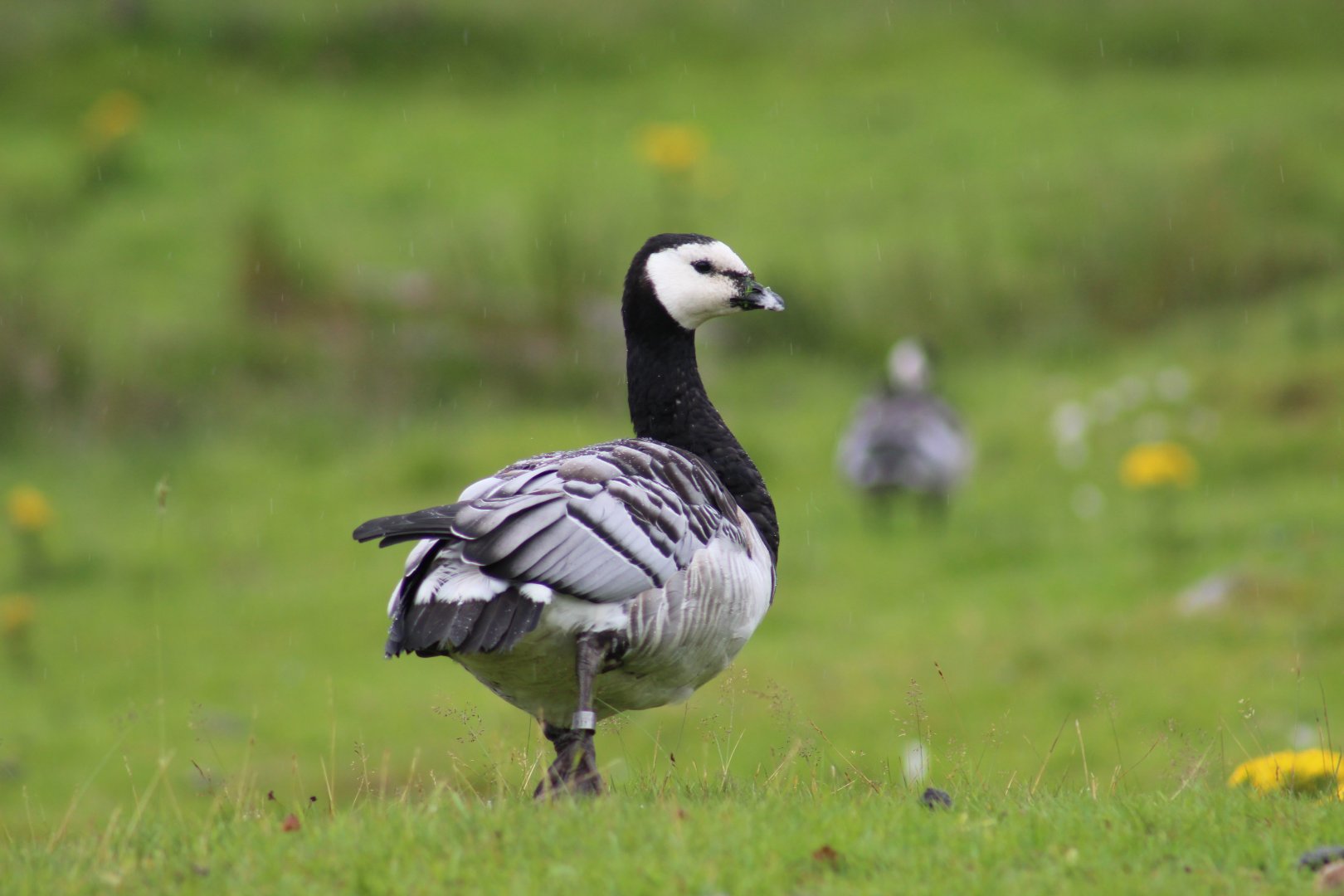 Barnacle Goose