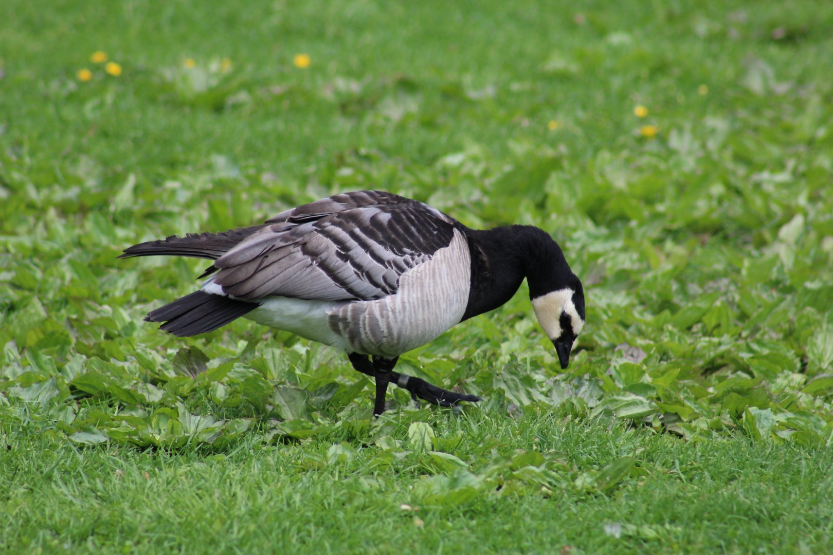 Barnacle Goose