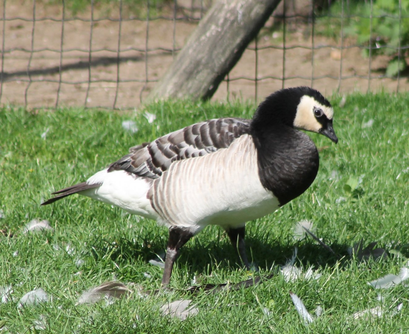Barnacle goose