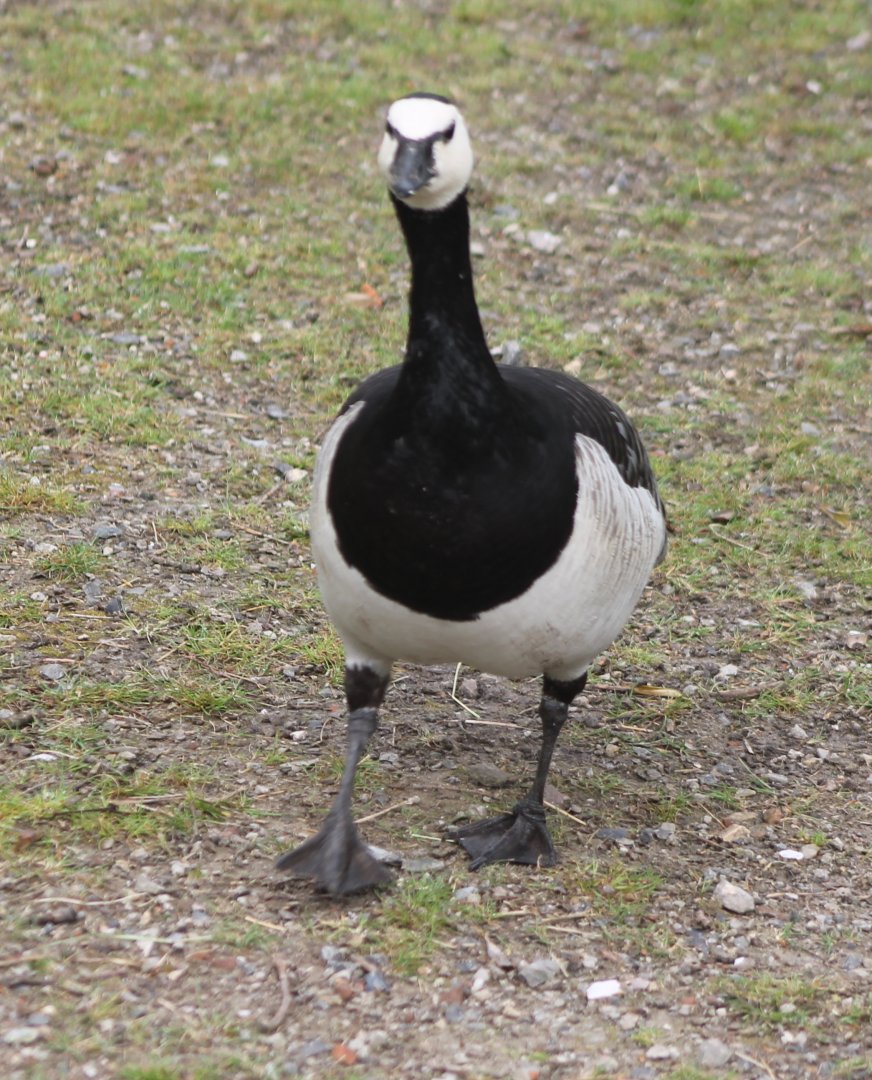 Barnacle goose