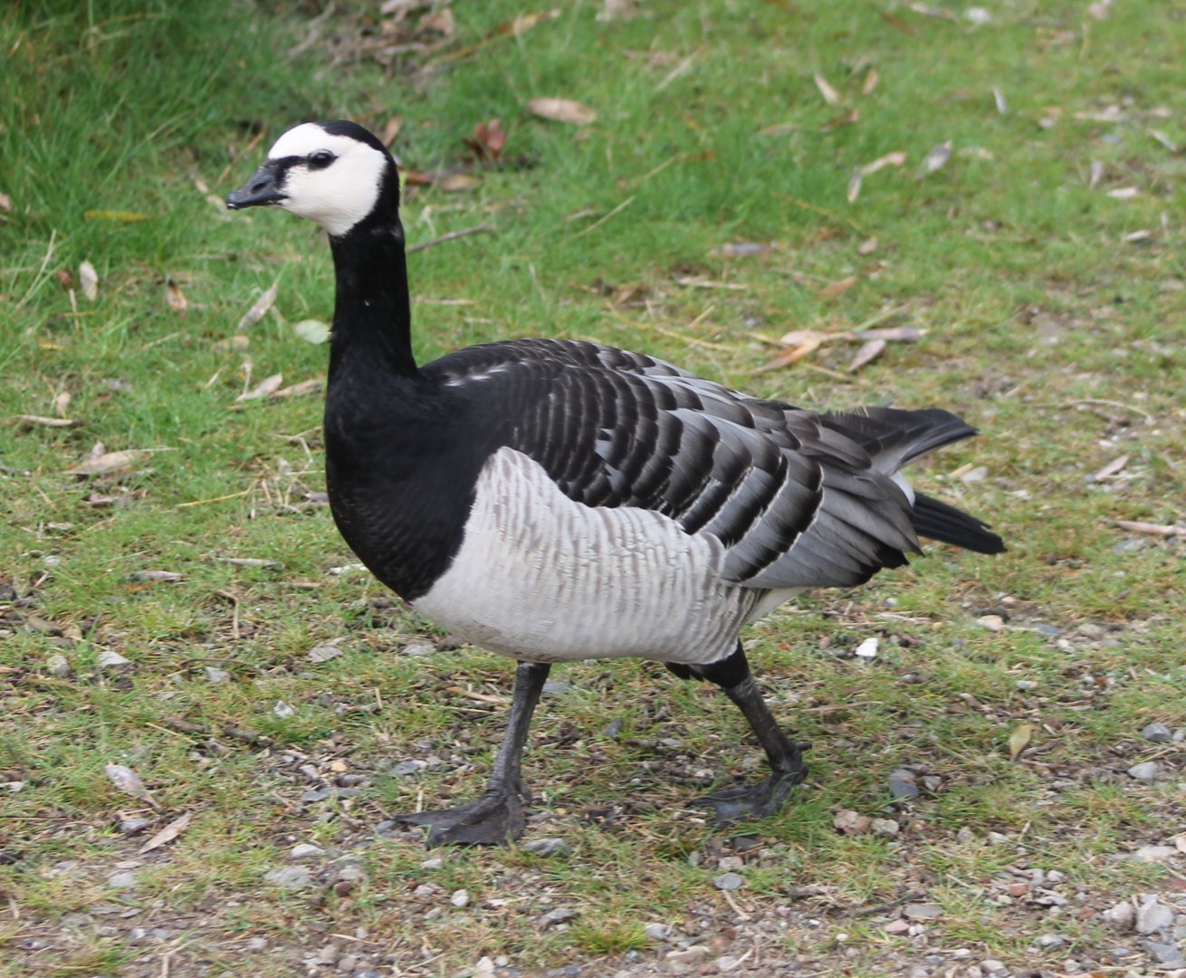 Barnacle goose