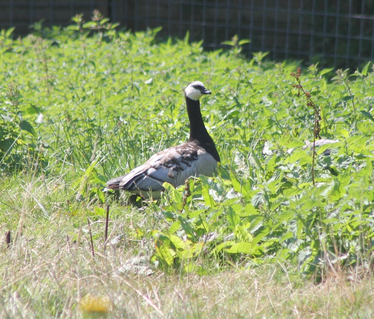 Barnacle goose