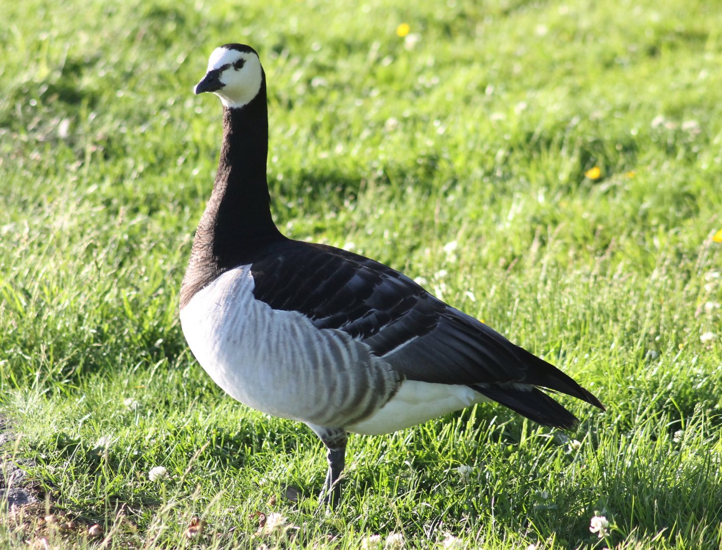 Barnacle goose