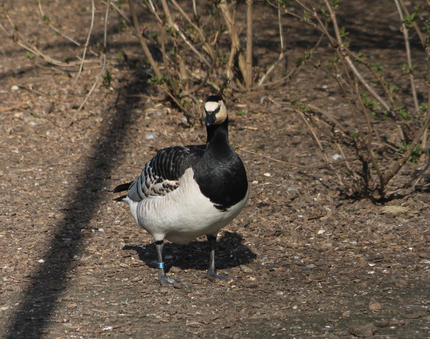 Barnacle goose
