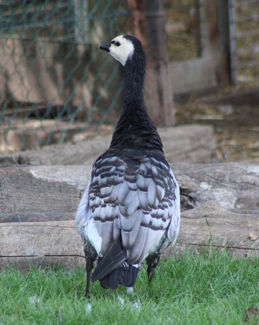 Barnacle goose
