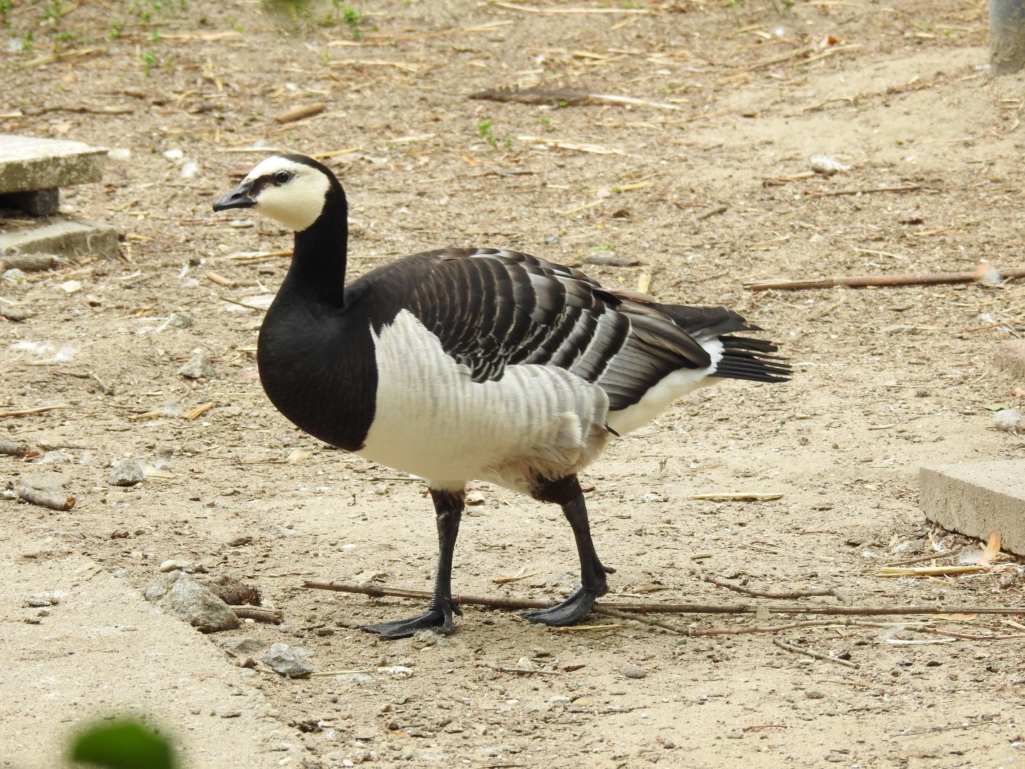 Barnacle Goose