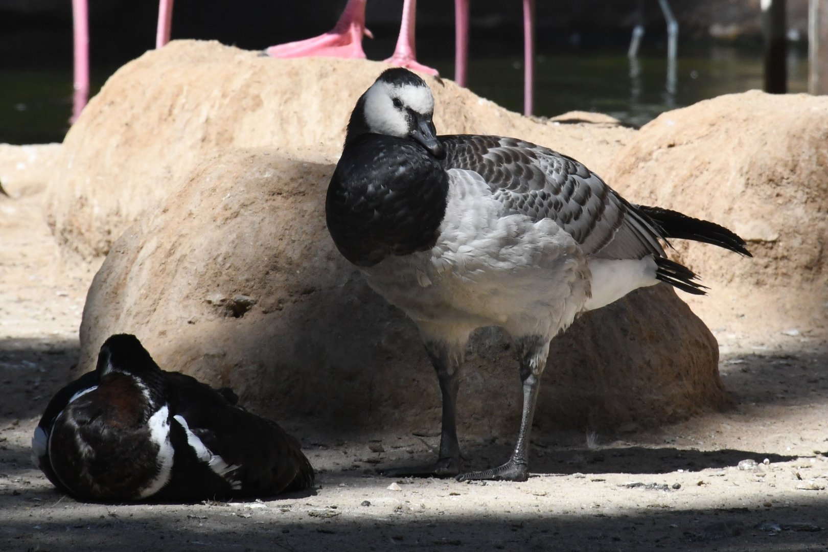 Barnacle Goose