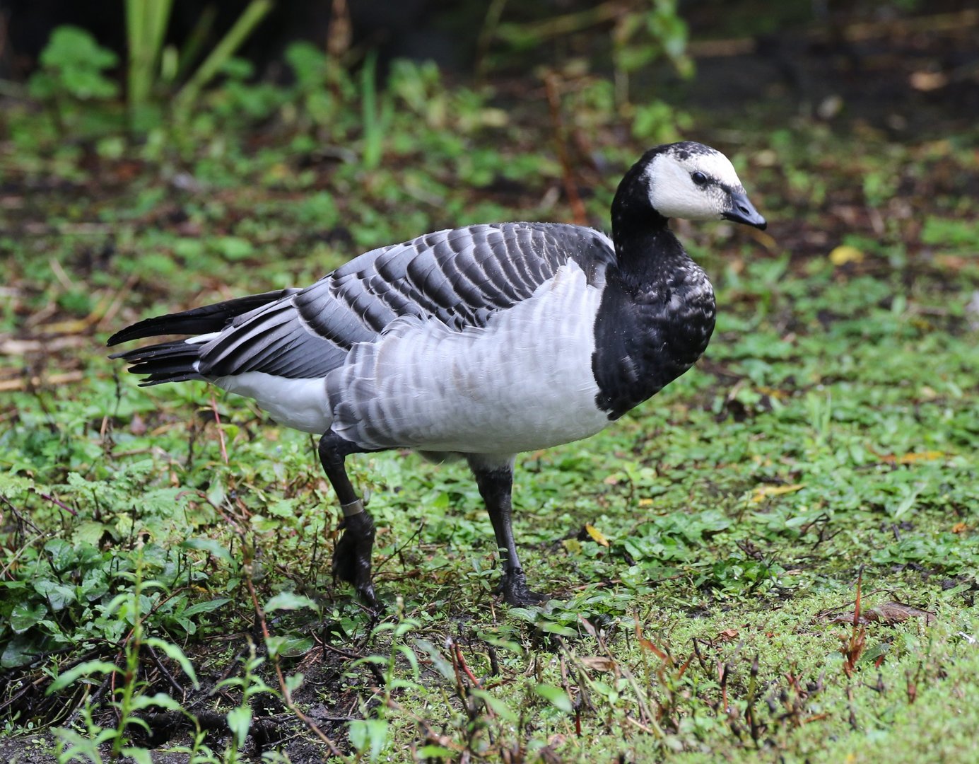 Barnacle Goose