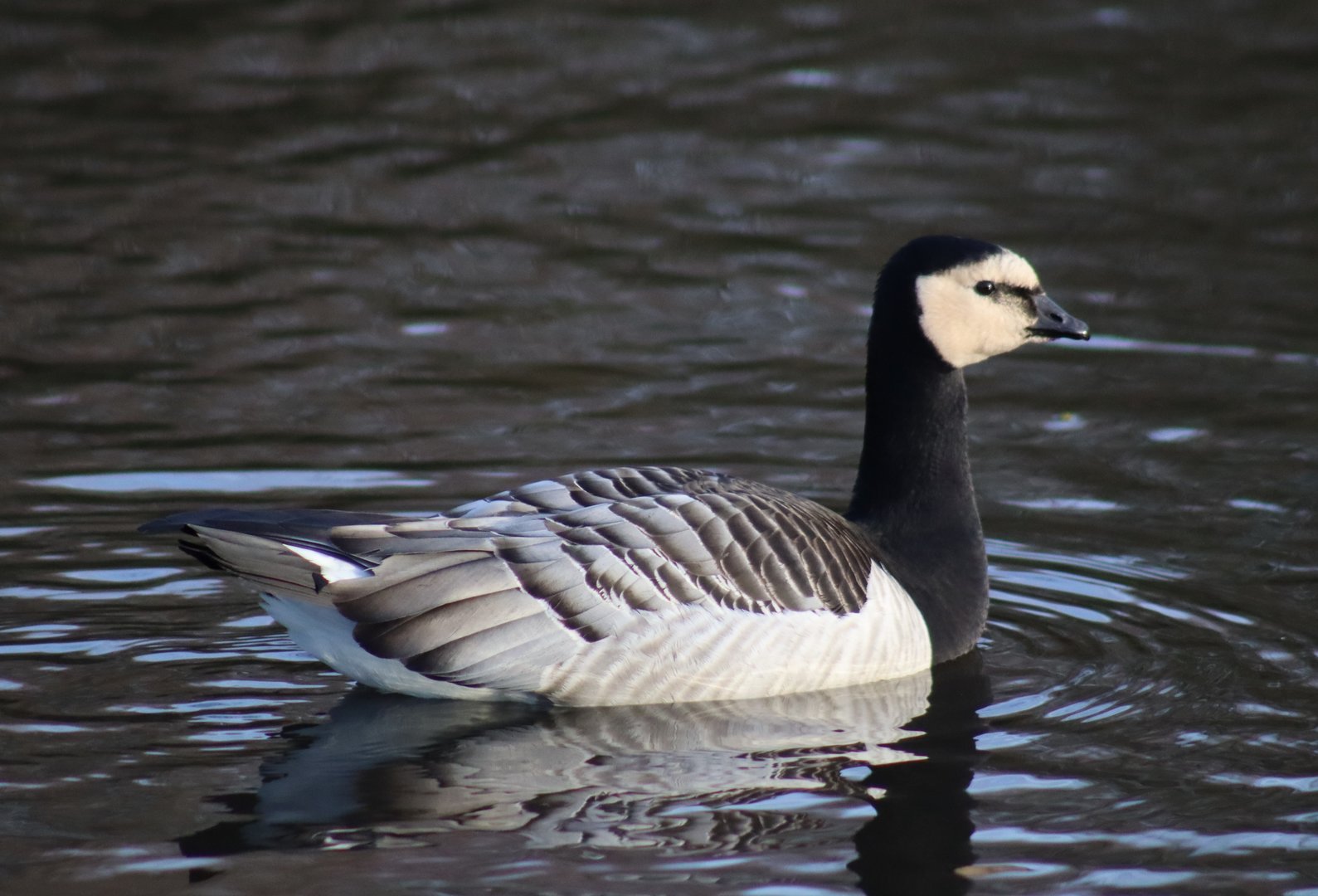 Barnacle Goose