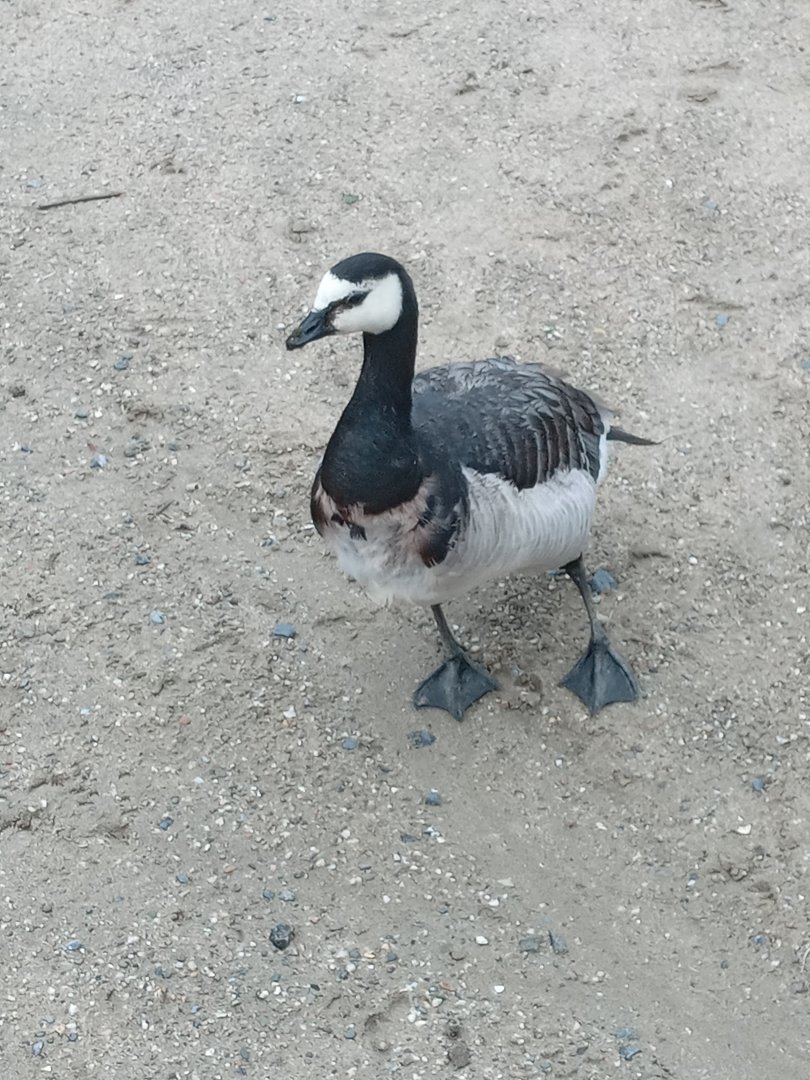 Barnacle Goose
