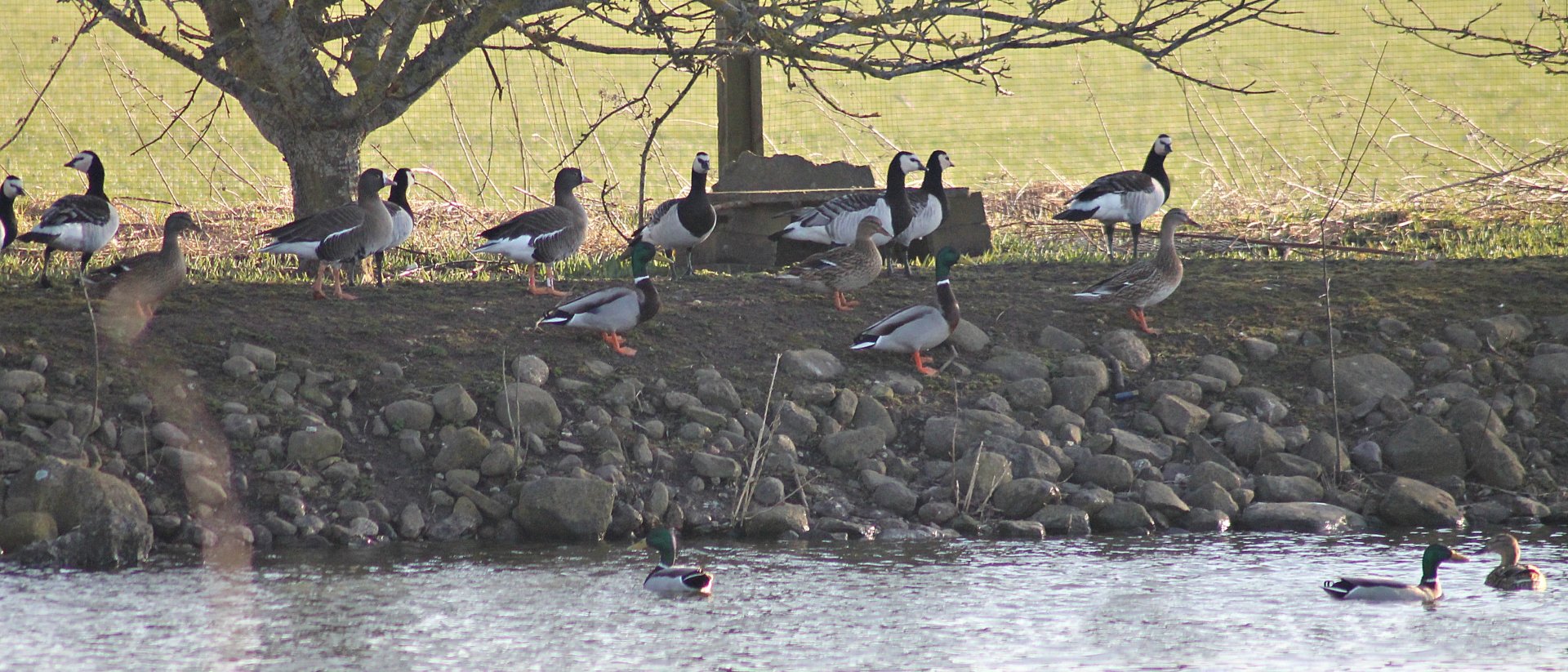 Barnacle, Lesser white-fronted geese and mallards