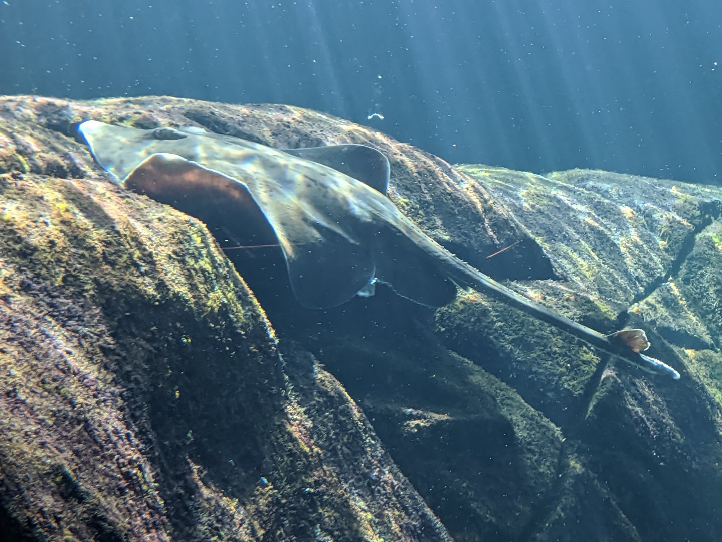 Barndoor skate - reopening 31-08-2020