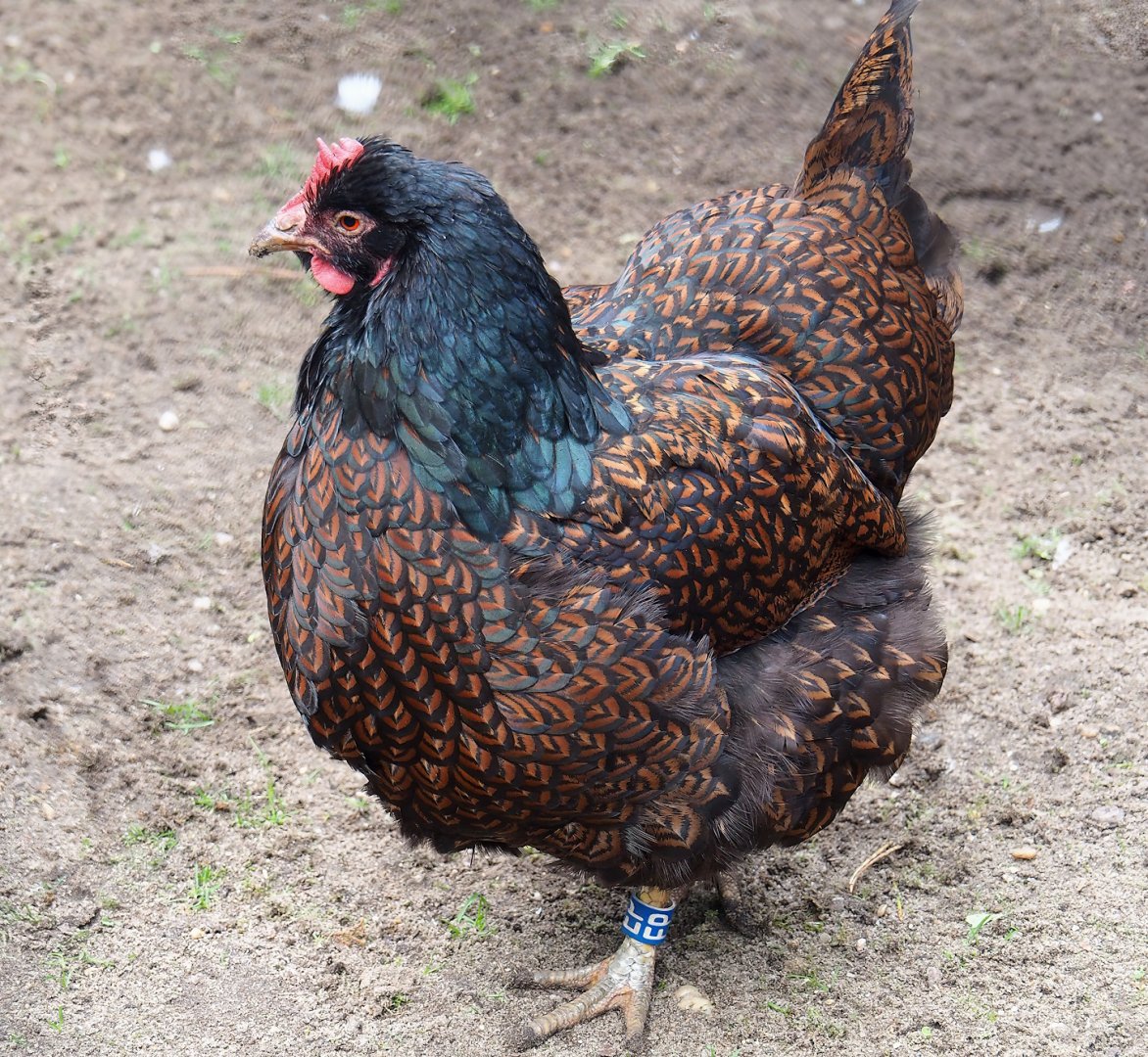 Barnevelder chicken (Gallus gallus domesticus), 2023-09-24
